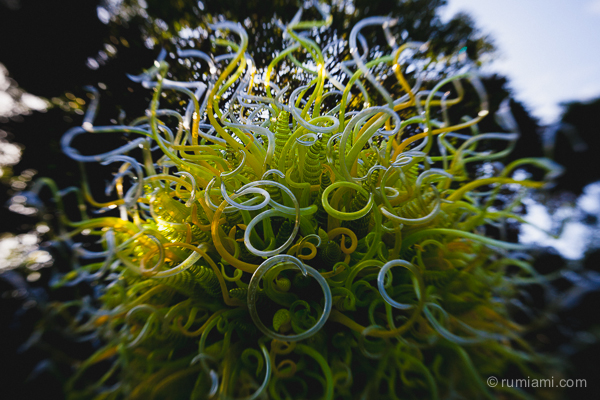 Dale Chihuly @ Fairchild Tropical Botanic Garden